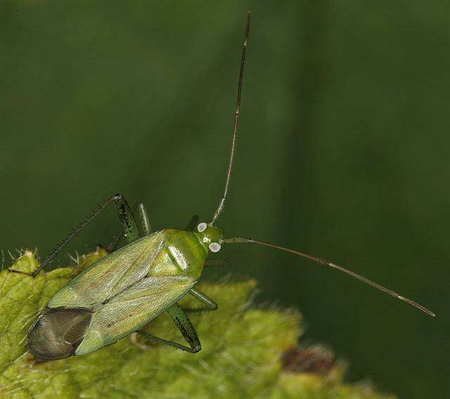 Image of Adelphocoris quadripunctatus (Fabricius 1794)