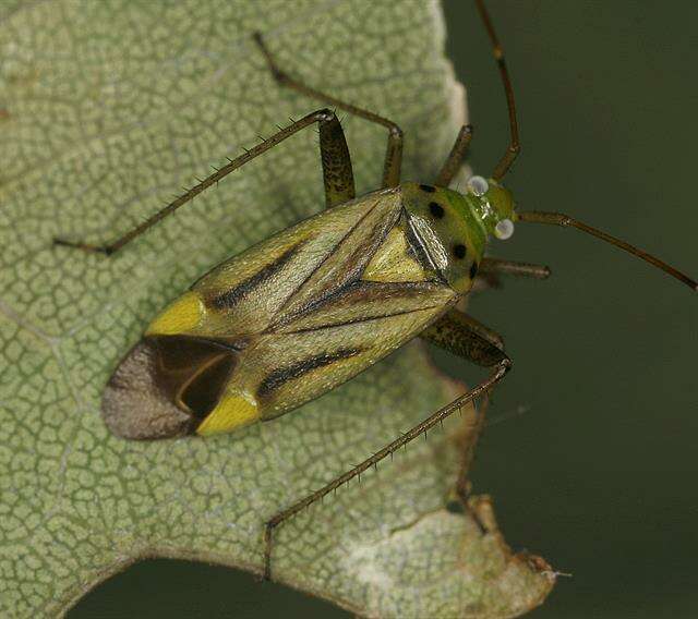 Image of Adelphocoris quadripunctatus (Fabricius 1794)