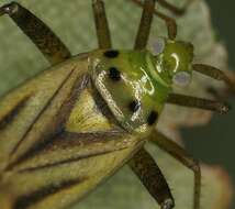 Image of Adelphocoris quadripunctatus (Fabricius 1794)