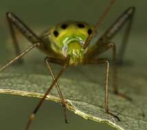 Image of Adelphocoris quadripunctatus (Fabricius 1794)