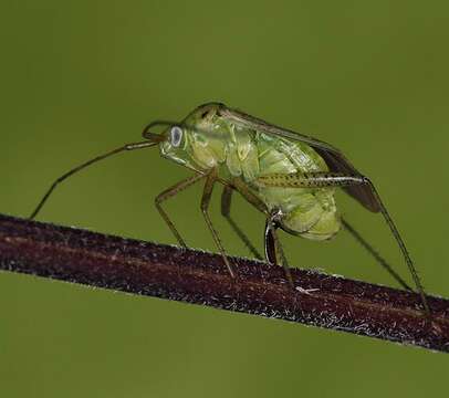 Image of Adelphocoris quadripunctatus (Fabricius 1794)