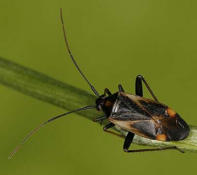 Adelphocoris seticornis (Fabricius 1775)的圖片