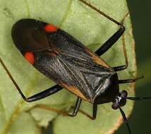 Adelphocoris seticornis (Fabricius 1775)的圖片