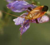 Image of Adelphocoris ticinensis (Meyer-Dur 1843)