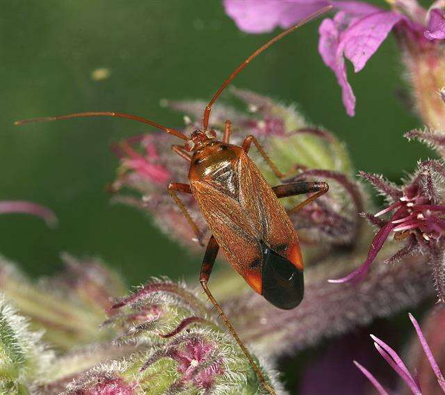 Image of Adelphocoris ticinensis (Meyer-Dur 1843)