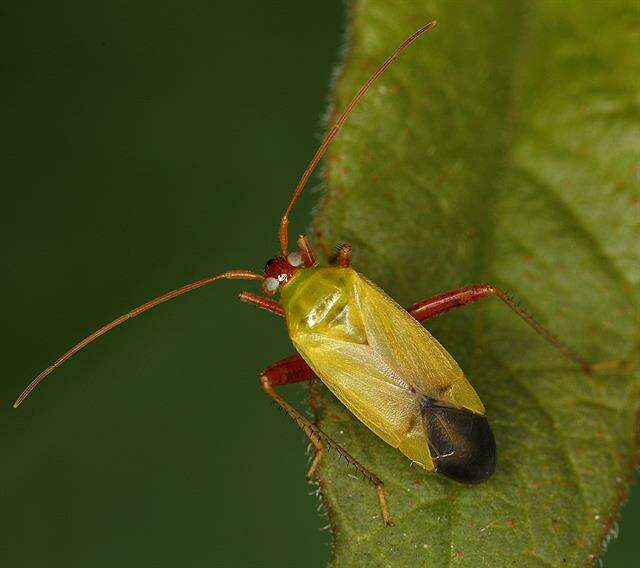 Image of Adelphocoris ticinensis (Meyer-Dur 1843)