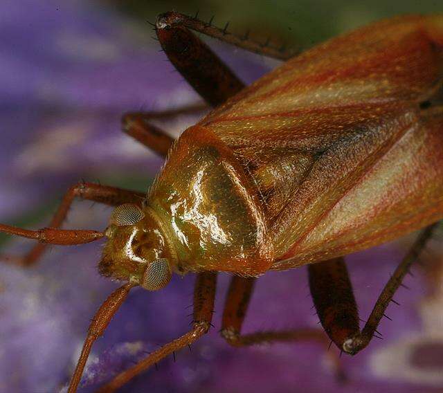 Image of Adelphocoris ticinensis (Meyer-Dur 1843)