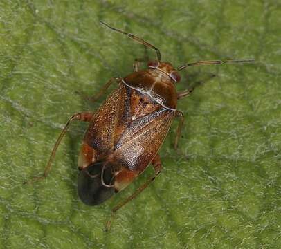 Image of Agnocoris