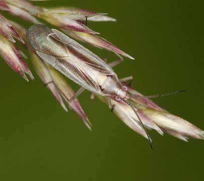 Image of Amblytylus