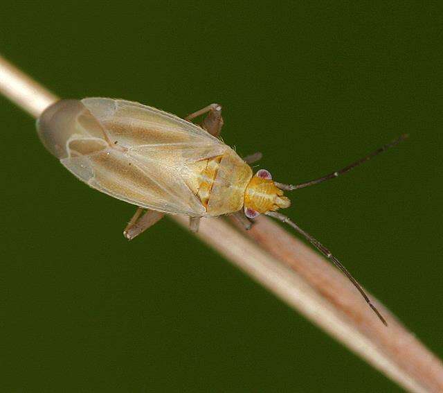 Image of Amblytylus brevicollis Fieber 1858