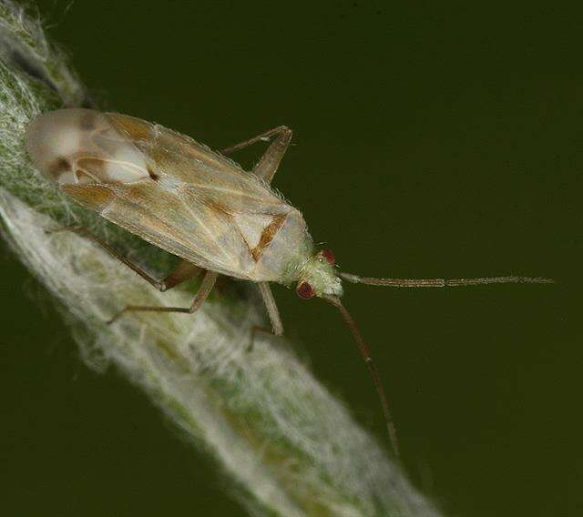 Image of <i>Amblytylus delicatus</i>