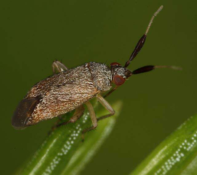 Image of Atractotomus