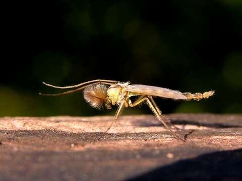 Image of Mosquitoes and Midges