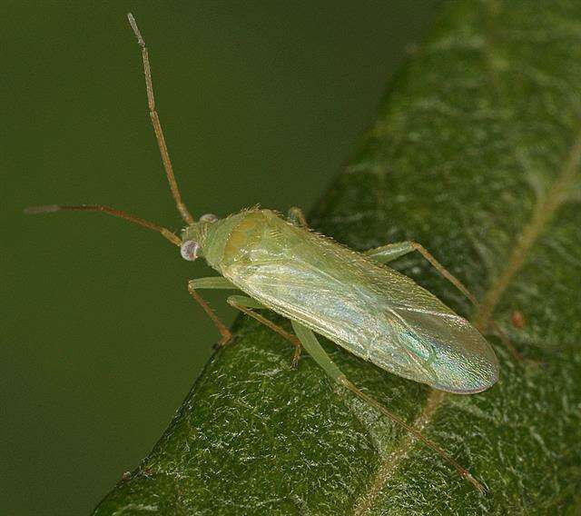 Image of Blepharidopterus diaphanus (Kirschbaum 1856)