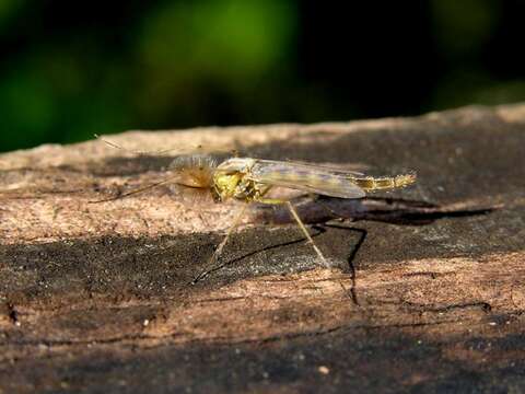 Image of Mosquitoes and Midges