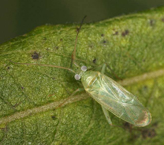 Image of Blepharidopterus diaphanus (Kirschbaum 1856)