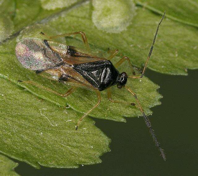 Image of Bryocoris