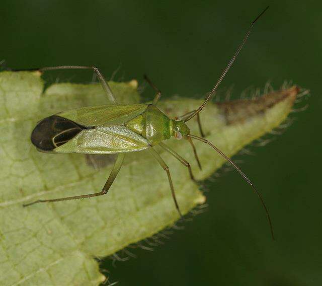 Image of Calocoris