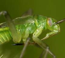 Image de Calocoris