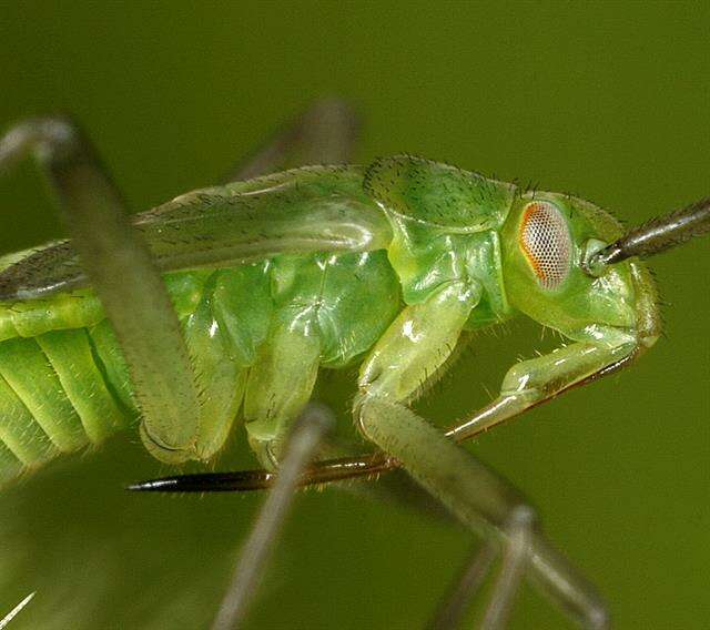 Image of Calocoris