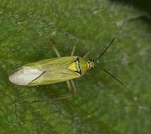 Image of Calocoris