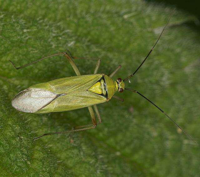 Image of Calocoris