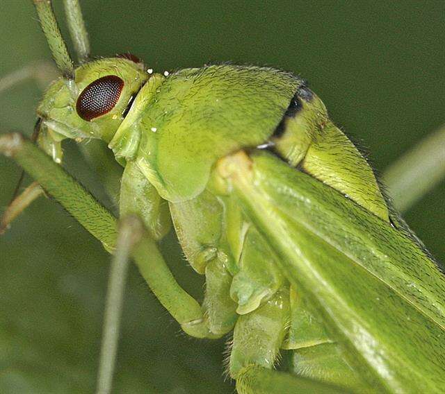 Image of Calocoris