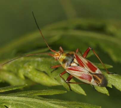 Image of Calocoris