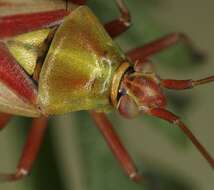 Image of Calocoris