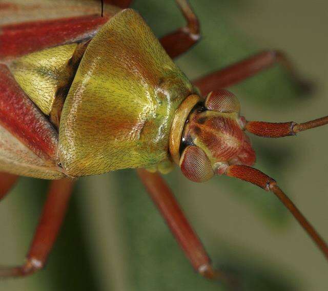 Image of Calocoris