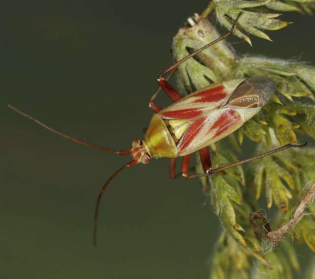 Image de Calocoris