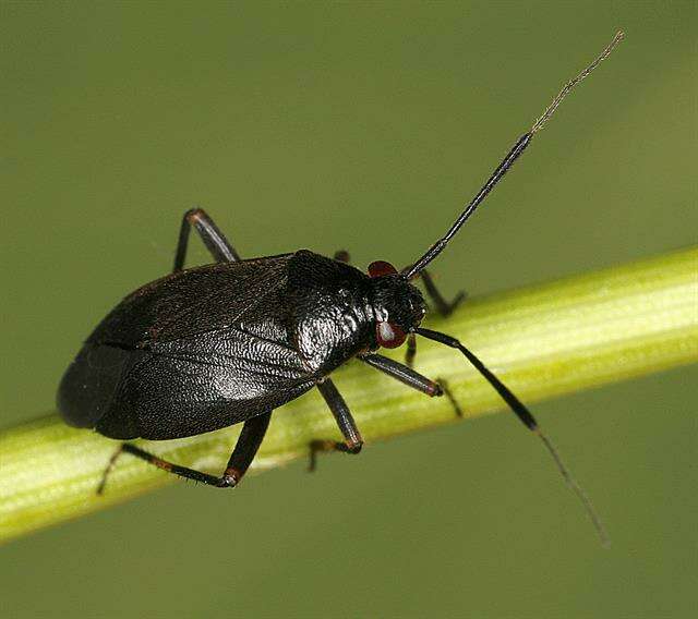 Imagem de Capsus wagneri Remane 1950