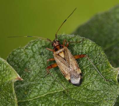 Image of Closterotomus