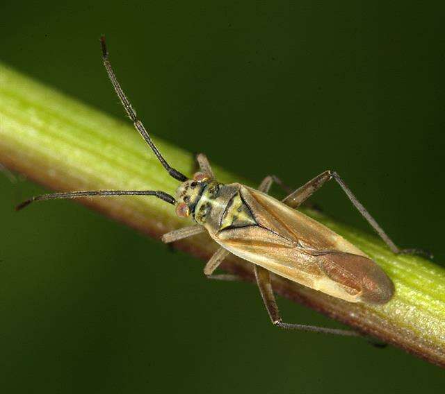 Слика од Conostethus