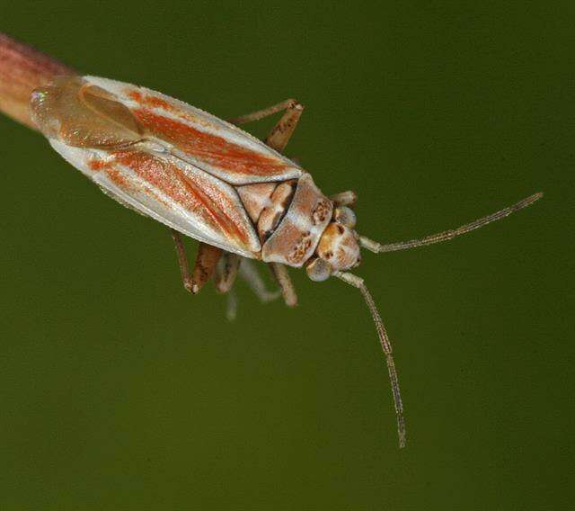 Слика од Conostethus roseus (Fallen 1807)