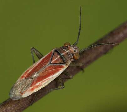 Image of Conostethus roseus (Fallen 1807)