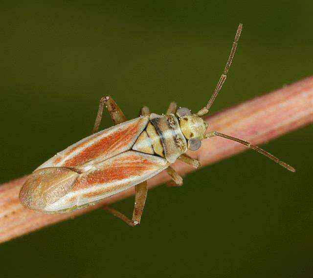 Слика од Conostethus roseus (Fallen 1807)