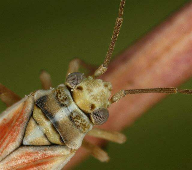 Слика од Conostethus roseus (Fallen 1807)