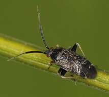 Image of Criocoris