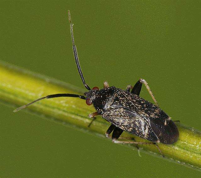 Image of Criocoris