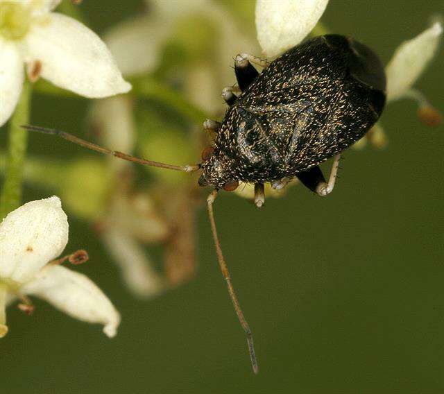 Image of Criocoris