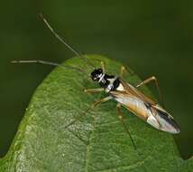 Image of Cyllecoris