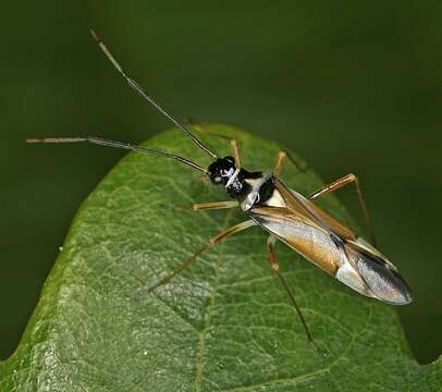 Cyllecoris resmi