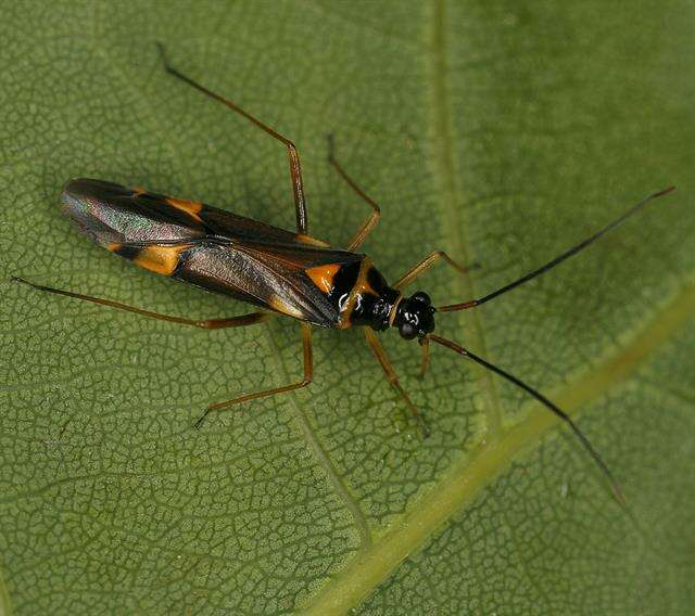 Image of Cyllecoris