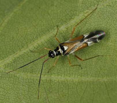 Cyllecoris resmi