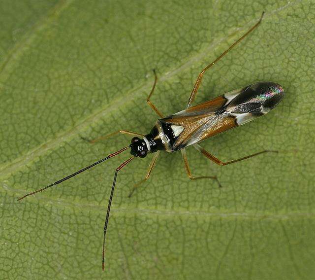 Cyllecoris resmi