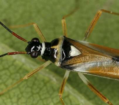 Image of Cyllecoris