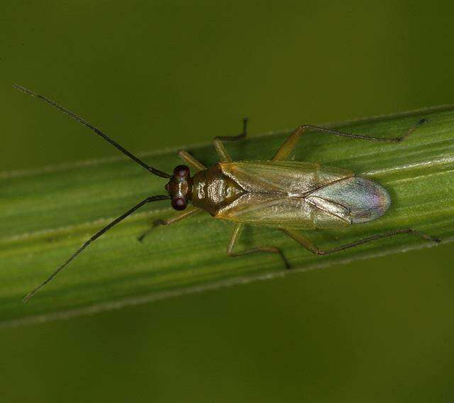 صورة Cyrtorhinus