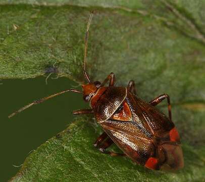 Image of Deraeocoris