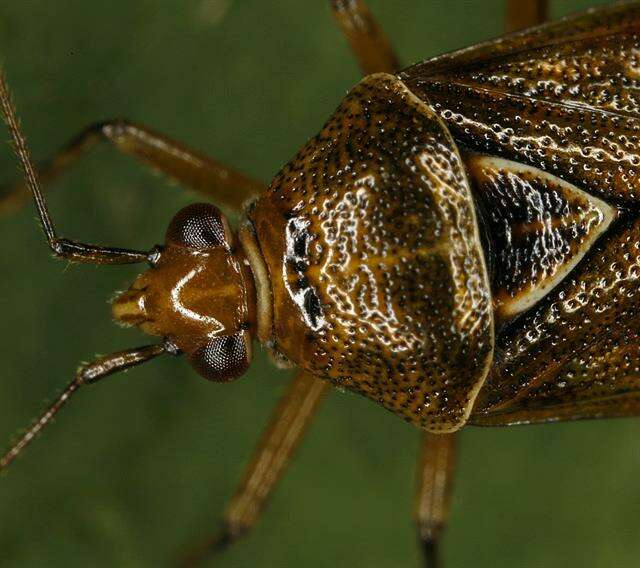 Image of Deraeocoris